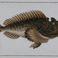 Set of 4 Coquillage Framed 18th Century Hand-Colored Engravings of Fishes, circa 1785-1788