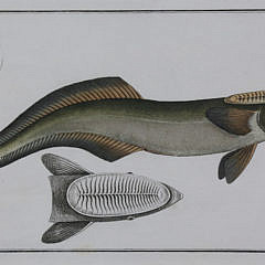 Set of 4 Coquillage Framed 18th Century Hand-Colored Engravings of Fishes, circa 1785-1788