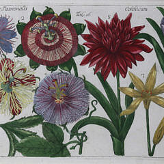 Set of Four Botanical Engravings, circa 1771