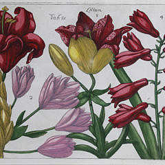 Set of Four Botanical Engravings, circa 1771