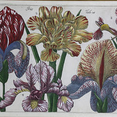 Set of Four Botanical Engravings, circa 1771