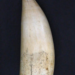 80-4283 Scrimshaw Sperm Whale Tooth A_MG_4168