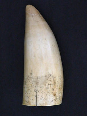 80-4283 Scrimshaw Sperm Whale Tooth A_MG_4168