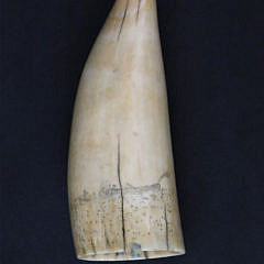 Two-Sided Scrimshaw Antique Sperm Whale Tooth, circa 1850