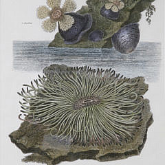 Two Hand Colored Lithographs of Corals, 19th Century