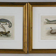 1722-54 Reptile Lithographs A_MG_6107