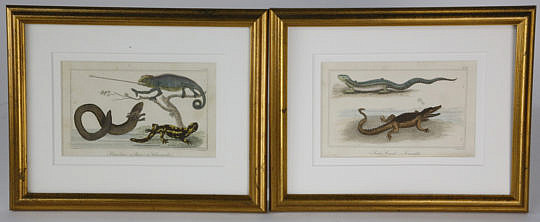 1722-54 Reptile Lithographs A_MG_6107