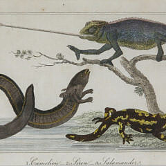 Two Hand Colored Lithographs of Reptile Species, 19th Century