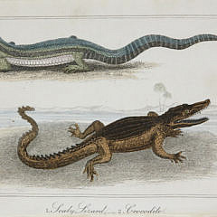 Two Hand Colored Lithographs of Reptile Species, 19th Century