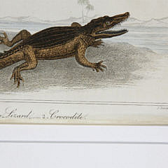 Two Hand Colored Lithographs of Reptile Species, 19th Century