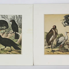 1723-54 Lithographs of Bird Species A_MG_6080