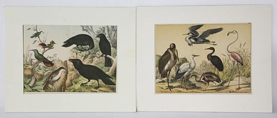 1723-54 Lithographs of Bird Species A_MG_6080