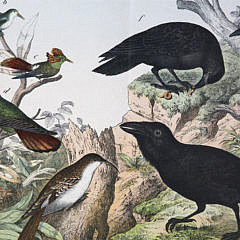 Two German Hand Colored Lithographs of Bird Species