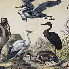 Two German Hand Colored Lithographs of Bird Species