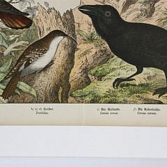 Two German Hand Colored Lithographs of Bird Species