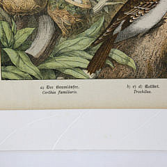 Two German Hand Colored Lithographs of Bird Species