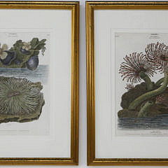 1720-54 Lithographs of Corals A_MG_6090