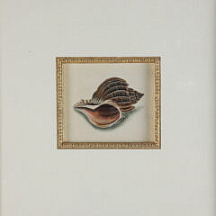 Two Framed Shell Prints of Scallop Shell and Whelk with 1799 Watermark