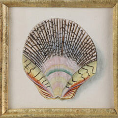 Two Framed Shell Prints of Scallop Shell and Whelk with 1799 Watermark