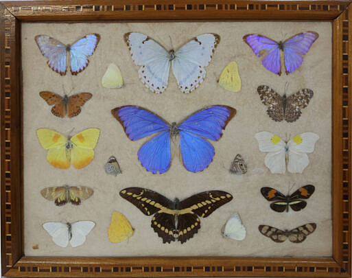 749-1865 Brazilian Butterfly Specimens A MG_5448