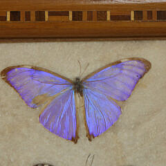 Framed Antique Brazilian Mounted Butterfly Species