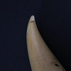 Antique Scrimshaw Sperm Whale Tooth, 19th Century