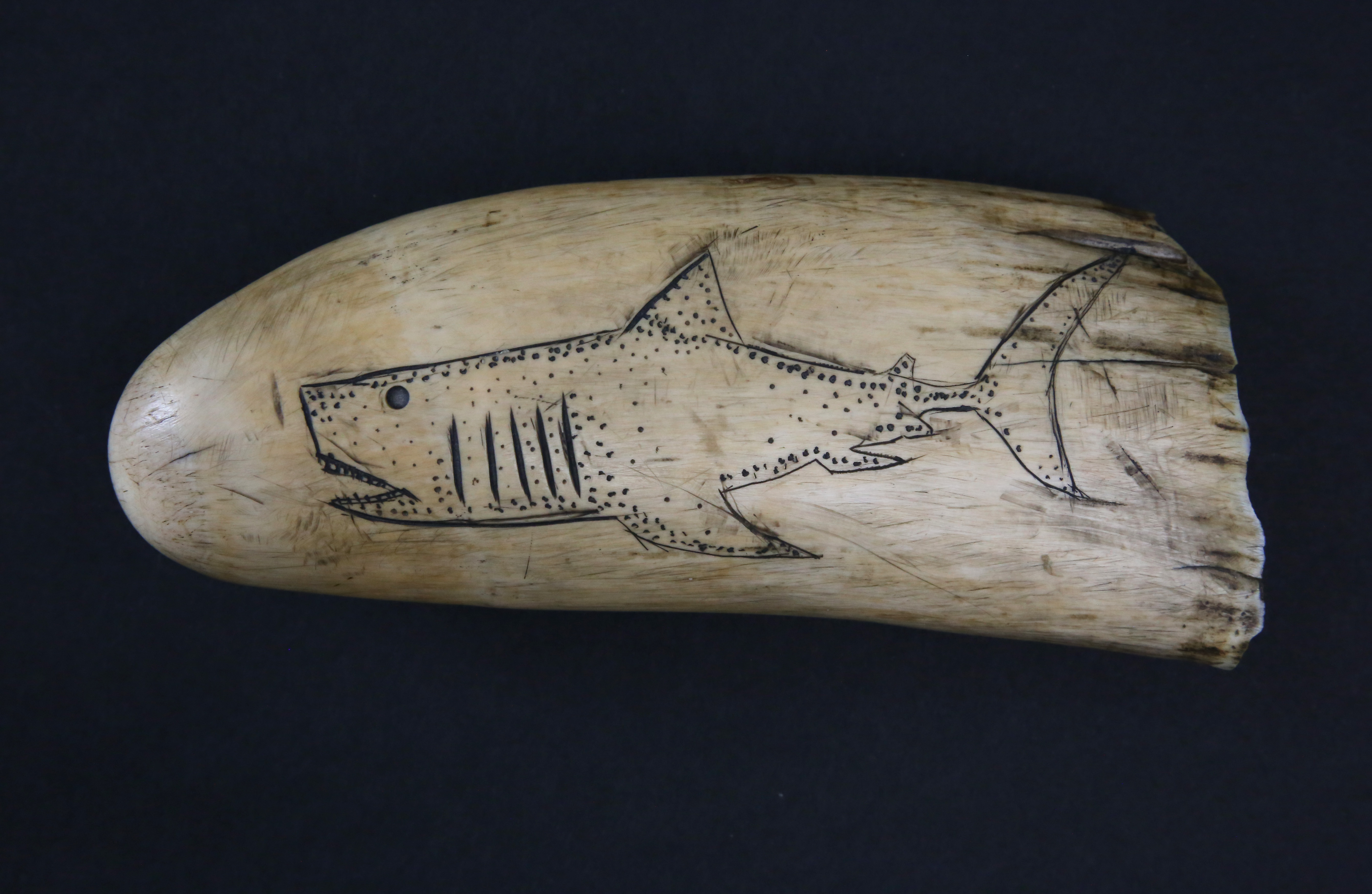 Antique Scrimshaw Whale Tooth 19th Century Engraved with a Shark