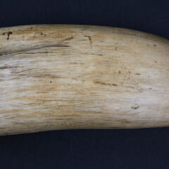 Antique Scrimshaw Whale Tooth, 19th Century, Engraved with a Shark