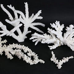 804-1865 Fossilized White Coral A IMG_8326