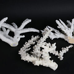 Three Pieces of Fossilized White Tropical Coral