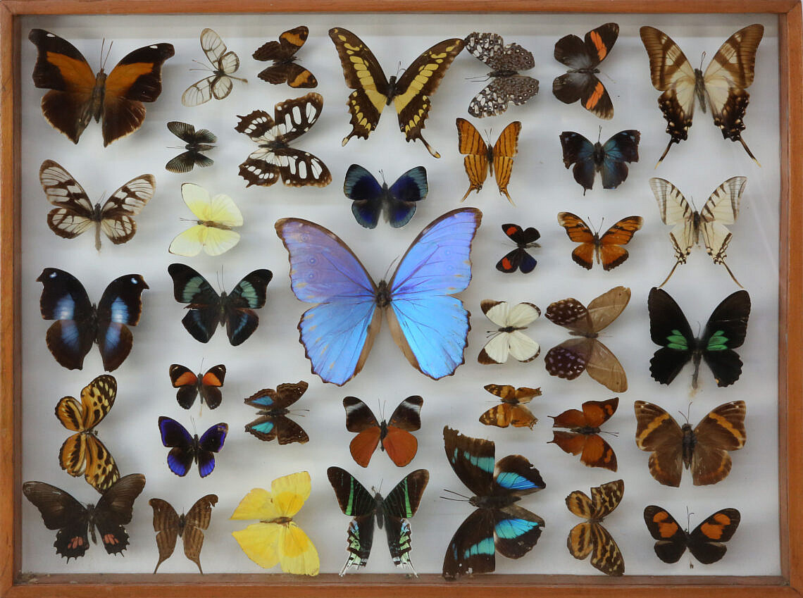 3123-955-Framed-Butterfly-