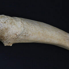 Antique Whalebone Walrus Penis