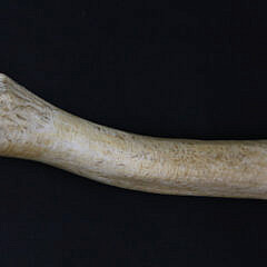 Antique Whalebone Walrus Penis