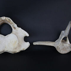 37-5146 Vertebrae Bones A IMG_0976