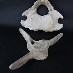 Two Antique Whale Vertebrae Bones