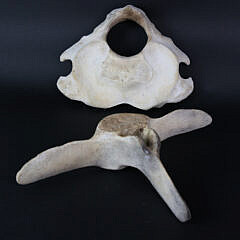 Two Antique Whale Vertebrae Bones