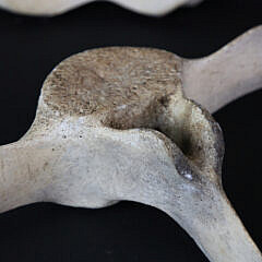 Two Antique Whale Vertebrae Bones