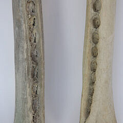 Two Antique Sperm Whale Jaw Bones