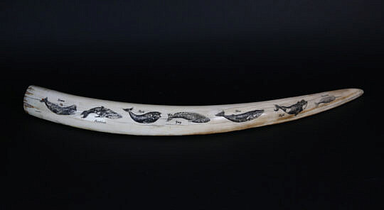 88-4820 David Lazarus Scrimshaw Tusk A IMG_1009