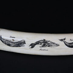 David Lazarus Scrimshawed Walrus Tusk