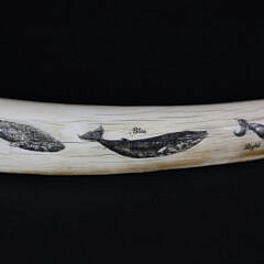 David Lazarus Scrimshawed Walrus Tusk