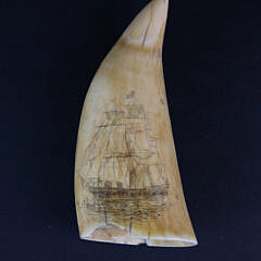 Scrimshawed Antique Sperm Whale Tooth, circa 1870