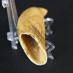 Scrimshawed Antique Sperm Whale Tooth, circa 1870