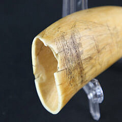 Scrimshawed Antique Sperm Whale Tooth, circa 1870