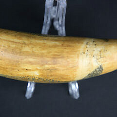 Scrimshawed Antique Sperm Whale Tooth, circa 1840