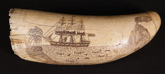 33-4854 Scrimshaw Tooth South Pacific A_IMG_8576
