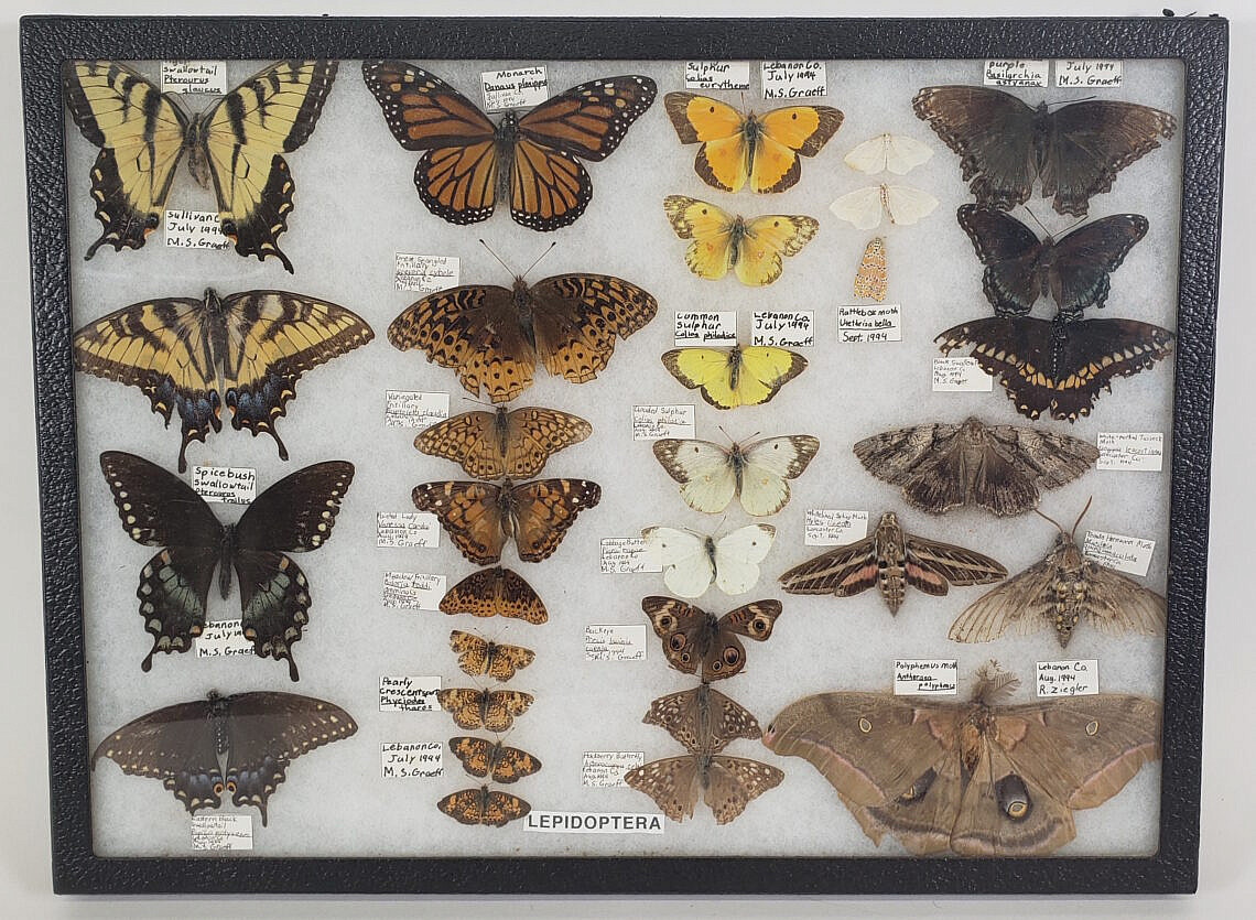 3494-955-Butterfly-Specimens-A