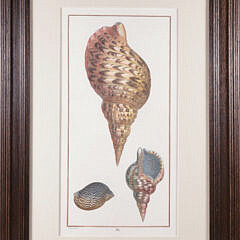 18th Century Hand Colored Engraving of a Periwinkle Shell