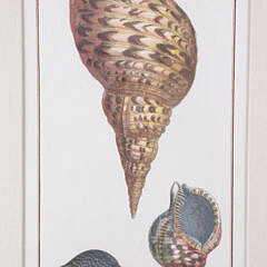 18th Century Hand Colored Engraving of a Periwinkle Shell