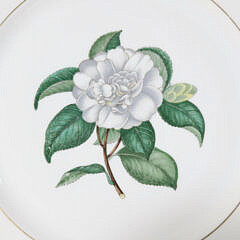 H. & Co. Selb Bavaria Germany Dinner Service in the Camellia Japonica Floral Albo Pattern